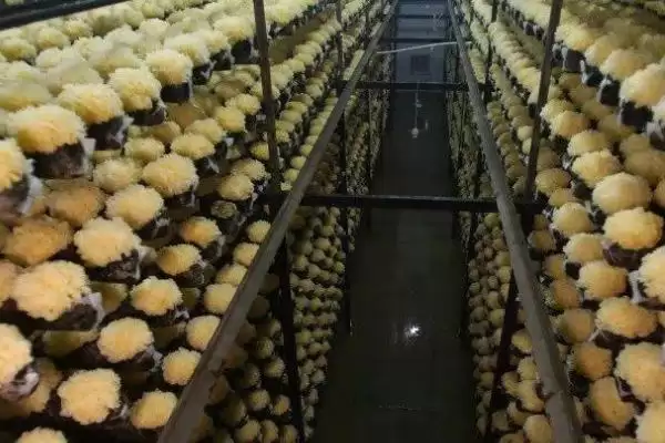 图片[4]-绿霉菌出现原因介绍(绿霉菌出现可能因培养料受潮等因素)？-会东网