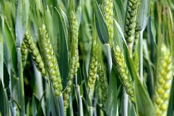 图片[2]-小麦种植时间和方法及气候影响因素(小麦啥时种咋种及气候影响因素)？-会东网