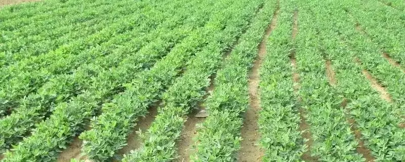 春花生优质品种介绍及豫花等品种优势(有哪些好的春花生品种及品种优势)？-会东网