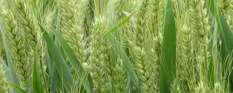 运旱115小麦种子特征特性与半冬中熟(运旱115小麦种子特征及半冬中熟)？-会东网