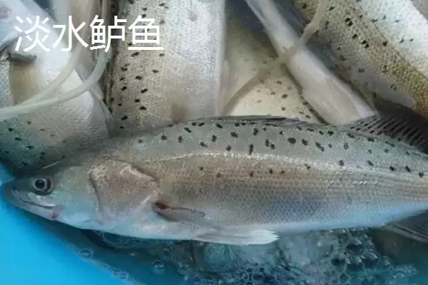 图片[3]-鲈鱼常见种类介绍(鲈鱼常见种类有河鲈、海鲈、松江鲈等)？-会东网