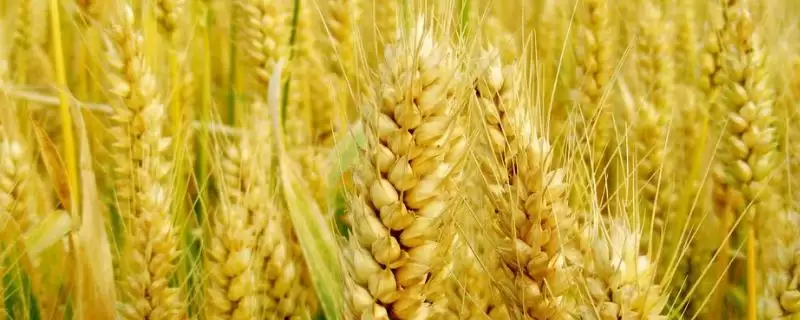 陇鉴9826小麦种子基本苗情况(陇鉴9826每亩基本苗25-35万)?-会东网