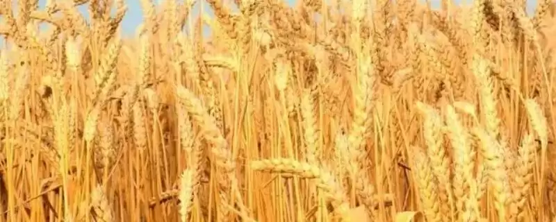 扬麦38小麦品种简介与熟期对比(扬麦38小麦品种简介及熟期对比)？-会东网