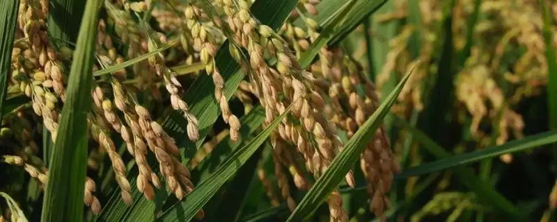 滨稻9号水稻品种播种量150克/盘(滨稻9号水稻品种播种量有何标准)?-会东网