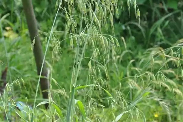 图片[3]-野燕麦食用性及成熟种子食用情况(野燕麦能不能吃及成熟种子食用情况)？-会东网