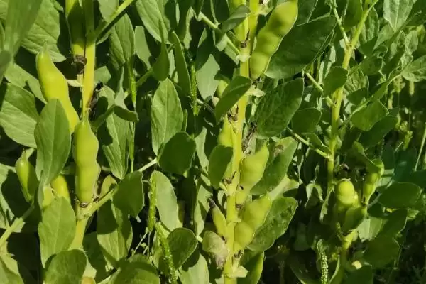 图片[4]-蚕豆播种后需及时灌溉(蚕豆种植灌溉有何重要性)？-会东网