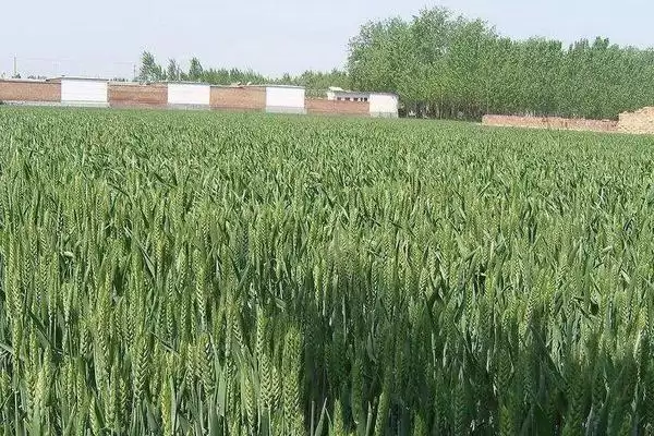 图片[3]-济麦40小麦种子特点、熟期对比(济麦40小麦种子特点，与对照品种济麦22熟期相当)？-会东网