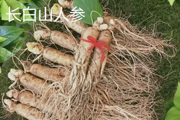 图片[2]-吉林省延吉市特产长白山人参相关介绍(吉林省延吉市特产长白山人参介绍)？-会东网