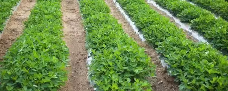 夏花生种植时间及不同地区差异说明(夏花生何时种及地区差异)?-会东网