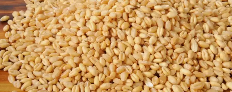 普通小麦比重介绍(一级小麦容重在790g/L以上)?-会东网