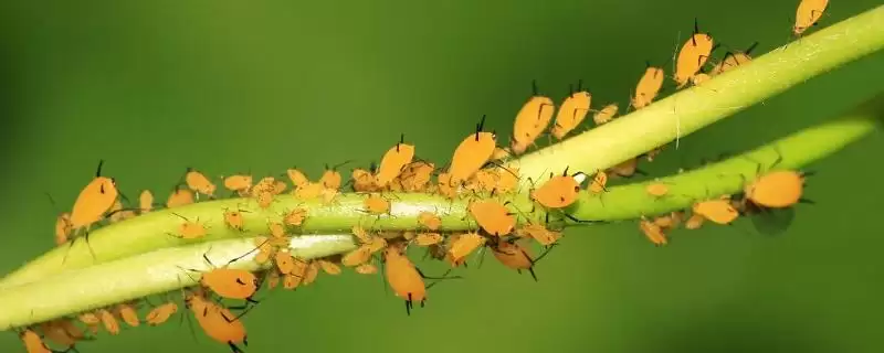 防治腻虫可喷施氧化乐果、辛硫磷等药物(防治腻虫喷施药物有何作用及效果)？-会东网