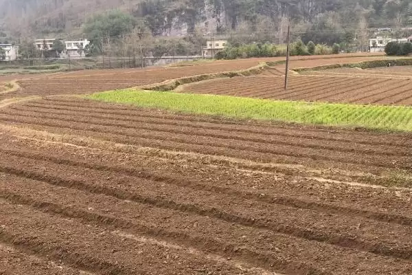 图片[2]-豆蔻的种植方法相关要点(豆蔻的种植方法，可播种育苗也可分株育苗)？-会东网