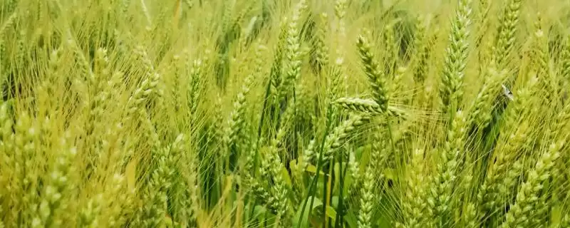 京花10号小麦种子特征特性、病虫害防治(京花10号小麦种子特征特性，注意防治蚜虫)？-会东网
