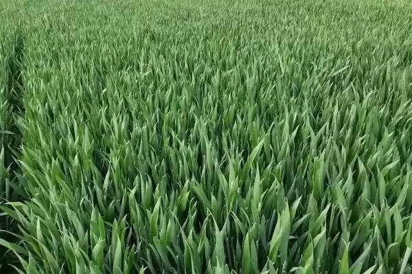 图片[4]-皖垦麦1602小麦品种基本苗情况(皖垦麦1602每亩适宜基本苗18万-20万)？-会东网