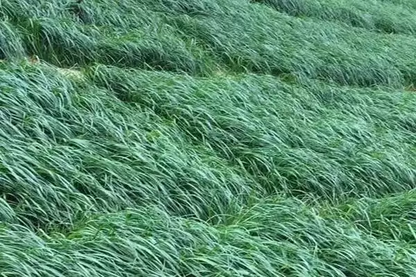 图片[5]-黑麦草种植方法及翻耕条播要点(怎么种植黑麦草及翻耕条播要点)？-会东网