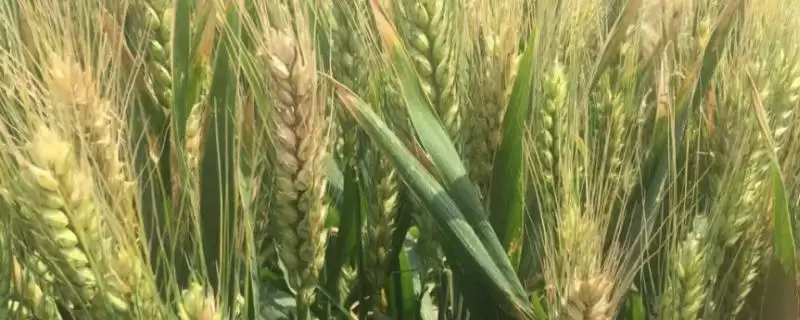 中糯902小麦种子特点与生育期时长(中糯902小麦种子特点及生育期)？-会东网