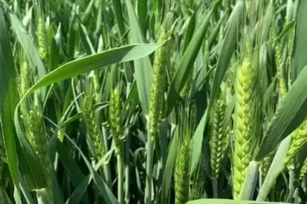 图片[2]-衡9966小麦品种特性、生育期(衡9966小麦品种的特性，平均生育期241天)？-会东网