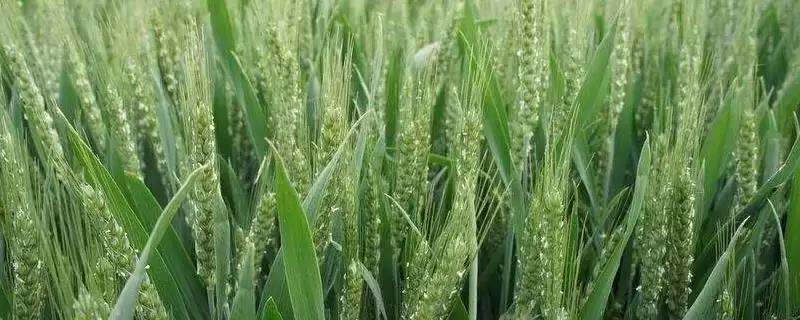 徐麦DH3小麦种子特点与半冬性品种(徐麦DH3小麦种子特点及半冬性品种)？-会东网