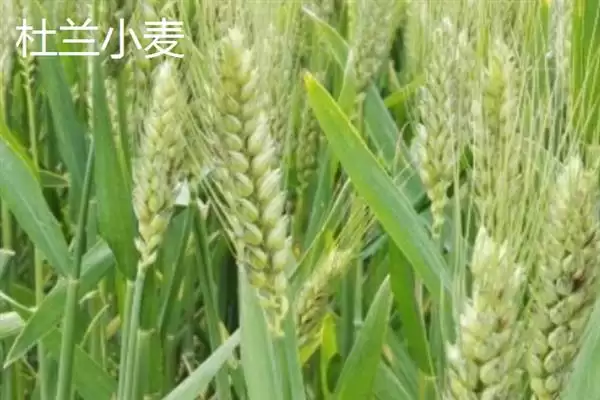 图片[12]-普通小麦比重介绍(一级小麦容重在790g／L以上)？-会东网