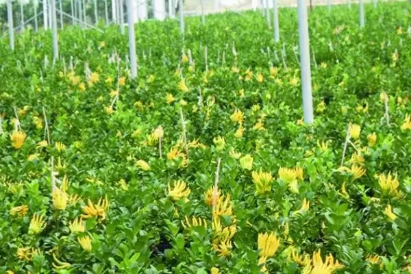 图片[8]-佛手属于热带、亚热带植物(佛手属于热带、亚热带植物有何特点)？-会东网