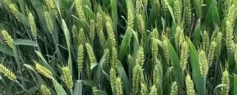 徐麦DH9小麦种子简介与赤霉病抗性(徐麦DH9小麦种子简介及赤霉病抗性)?-会东网