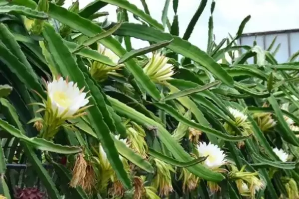 图片[3]-火龙果花期合理疏花及人工授粉要点(火龙果花期合理疏花和人工授粉要点)？-会东网