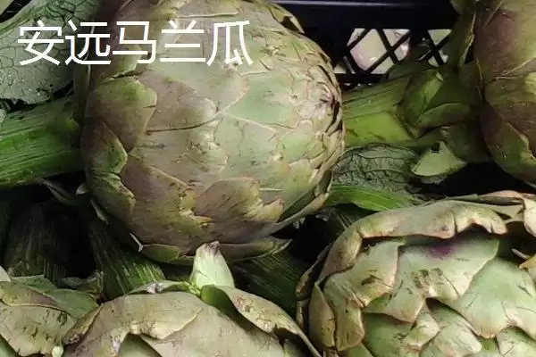 图片[13]-怀远八干指怀远木瓜干等特产相关介绍(怀远八干指怀远木瓜干等特产介绍)？-会东网