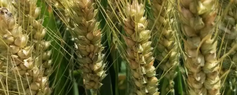 粮圣105小麦品种特性、播种要求(粮圣105小麦品种的特性,足墒播种)?-会东网