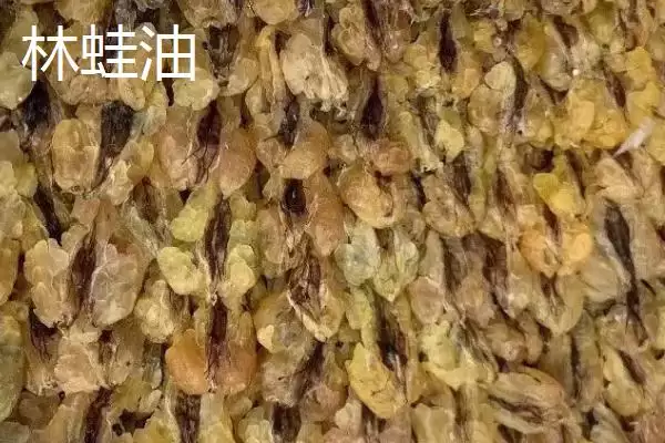 图片[8]-吉林省延吉市特产长白山人参相关介绍(吉林省延吉市特产长白山人参介绍)？-会东网
