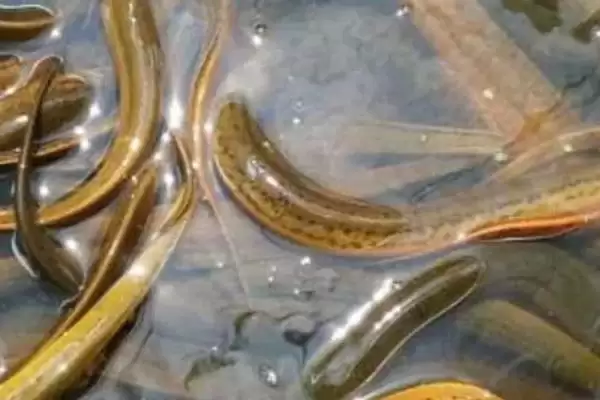 图片[4]-黄鳝越冬常见4种方法的介绍(黄鳝越冬常见4种方法介绍)？-会东网