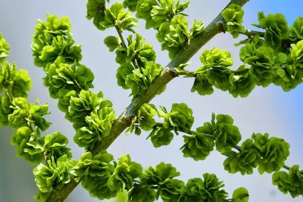 图片[6]-河南野菜的种类相关情况介绍(河南野菜的种类，你吃过哪几种)？-会东网