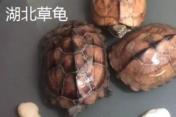 图片[7]-中华草龟分布省份及地区差异情况(中华草龟分布省份及地区差异情况)？-会东网