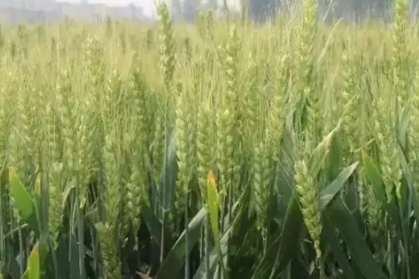 图片[4]-中植麦13号小麦品种特性与适宜播期(中植麦13号小麦品种特性及适宜播期)？-会东网