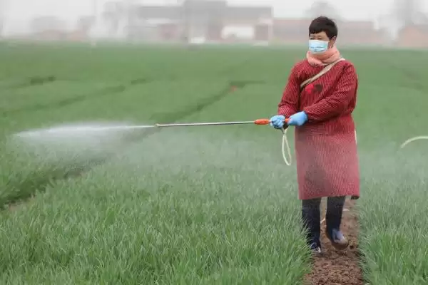图片[2]-低温麦田除草施药方法(低温麦田要合理利用高温时段除草施药)？-会东网