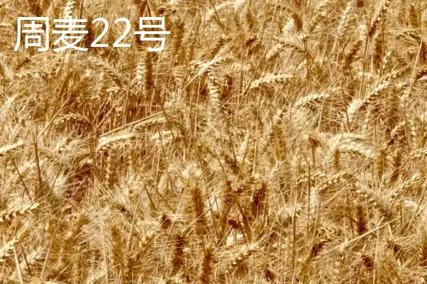 图片[2]-河南麦子品种选择推荐及品种介绍(在河南选择哪个麦子品种好及品种推荐)？-会东网