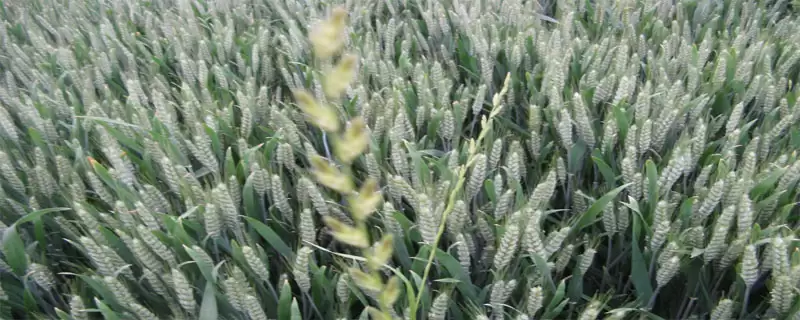 齐麦2号小麦品种基本苗情况(齐麦2号每亩基本苗18万左右)？-会东网