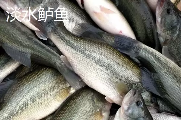 图片[3]-海鲈鱼和淡水鲈鱼区别要点(海鲈鱼和淡水鲈鱼有什么区别，海鲈鱼身体粗长、淡水鲈鱼呈纺锤形)？-会东网