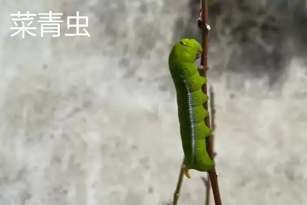 图片[4]-油菜苗期病虫草害防治方法及措施(油菜苗期病虫草害咋防治及措施)？-会东网