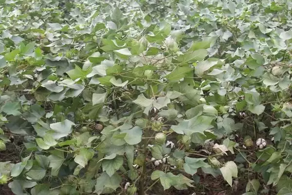 图片[3]-湘文一号棉花种子介绍与每亩定植数量(湘文一号棉花种子介绍及定植数)？-会东网