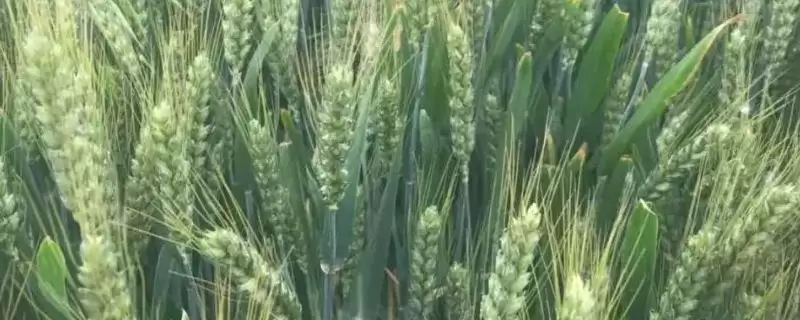 茂育1号小麦种子抗病特性(茂育1号高抗白粉病)?-会东网