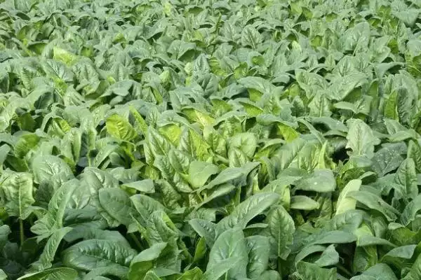 图片[3]-越冬菠菜种植时间与适宜气温条件(越冬菠菜什么时候种及适宜气温)？-会东网