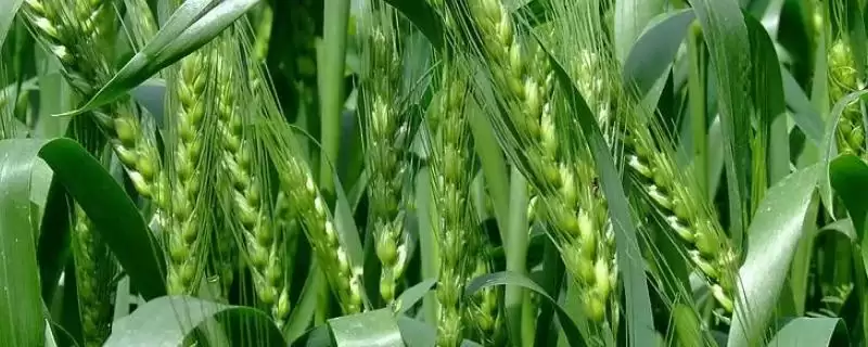中信麦9号小麦种子特点与抗白粉病(中信麦9号小麦种子特点及抗白粉病)?-会东网