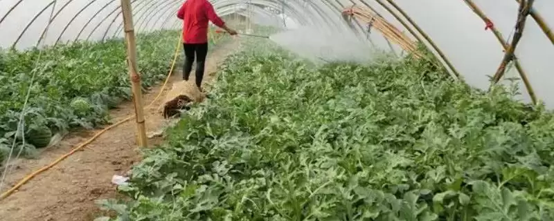 春雷霉素治黄瓜枯萎病等效果好(春雷霉素主治病害效果有何体现)?-会东网