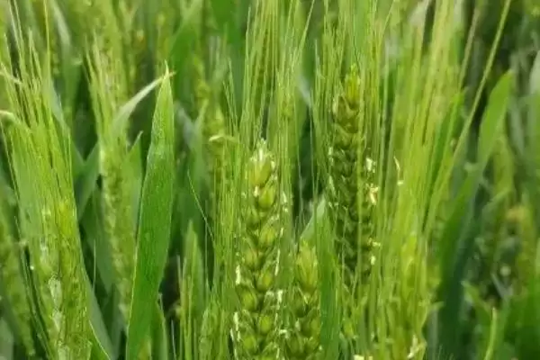 图片[2]-小麦授粉期能否浇水及授粉期禁水原因(小麦授粉期能浇水吗及禁水原因)？-会东网