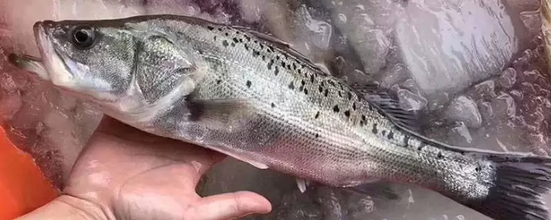 海鲈鱼和淡水鲈鱼区别要点(海鲈鱼和淡水鲈鱼有什么区别,海鲈鱼身体粗长、淡水鲈鱼呈纺锤形)?-会东网