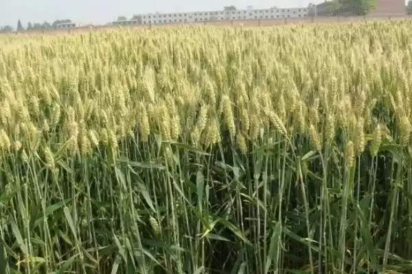 图片[2]-克春111362小麦种情况、种植地块(克春111362小麦种简介，选择中等以上肥力地块种植)？-会东网