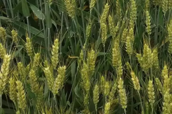 图片[2]-中麦875小麦品种特性与半冬中晚熟特性(中麦875小麦品种特性及半冬中晚熟特性)？-会东网