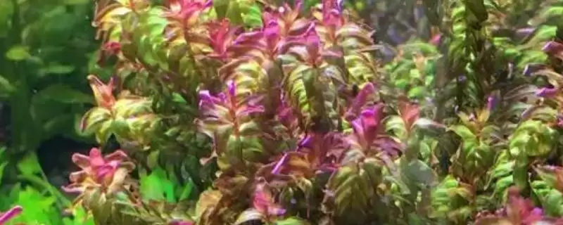 稻穗水草养殖难度大对环境要求严格(稻穗水草养殖有何难点与要求)?-会东网