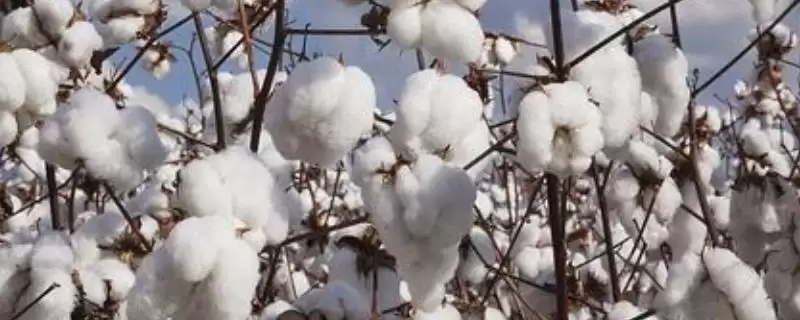 郑杂棉4号棉花种子特征及品种特性(郑杂棉4号棉花种子特征及品种特性)?-会东网