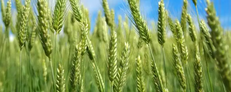 西农9112小麦种简介及半冬中早熟特性(西农9112小麦种简介及特性)?-会东网